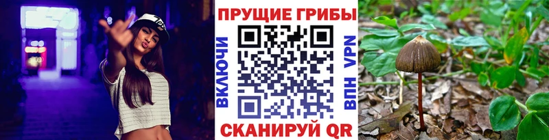 Галлюциногенные грибы Cubensis  кракен сайт  Югорск 